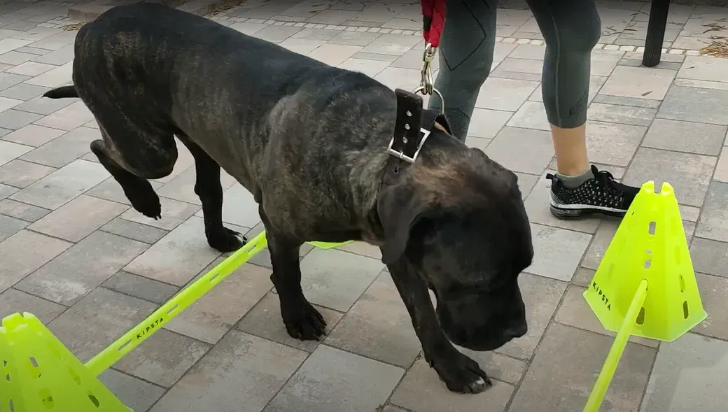 Foto di un paziente di FisioDog