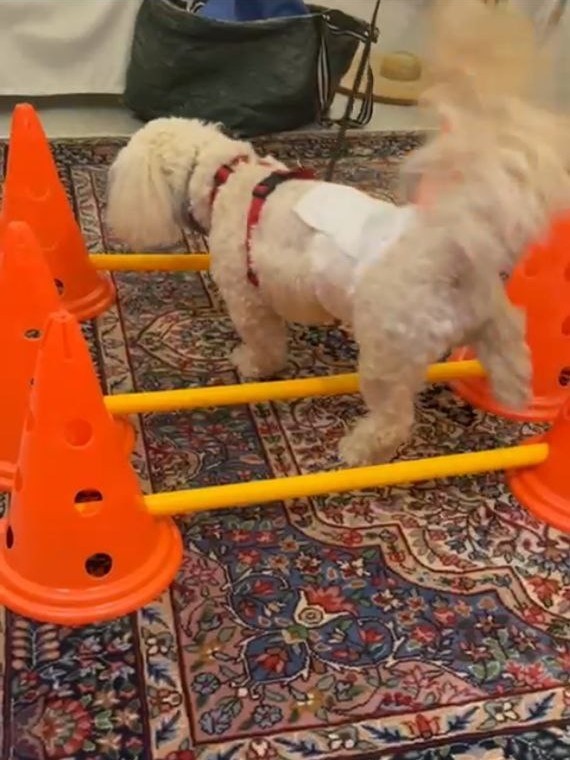 Cane durante un esercizio di riabilitazione tra coni e barre
