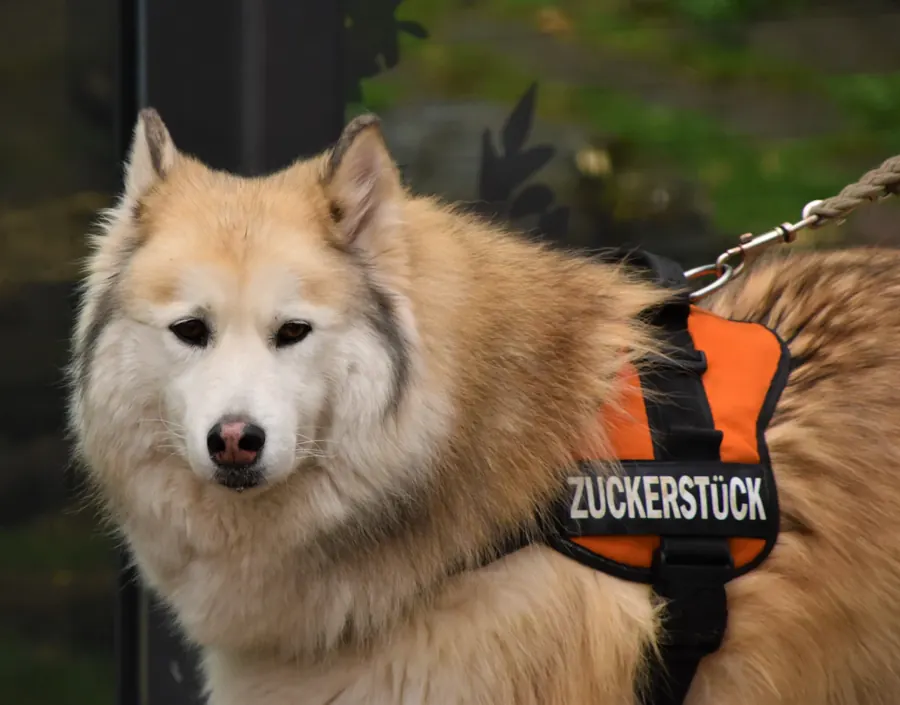 Husky con pettorina